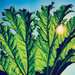 Image of PFARMERS - GUNNERA (CASS) (Ltd. 100)